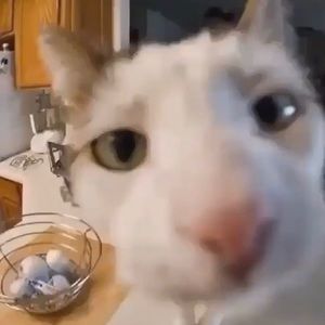 Meet your Posher, Bella